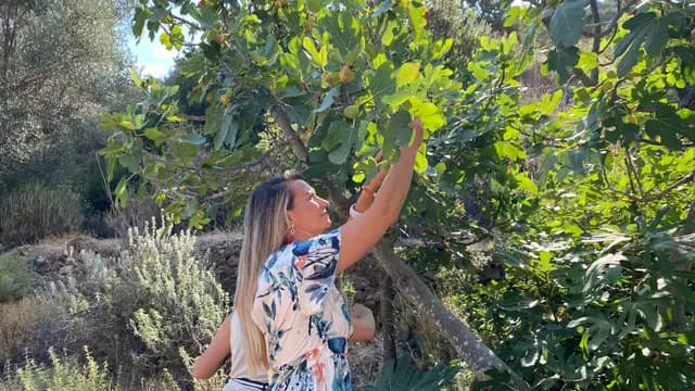 Beyaz desenli elbiseli kadın incir ağacından meyve topluyor — Datça'nın üretim kimliğini doğrudan anlatan bir hasat anı.